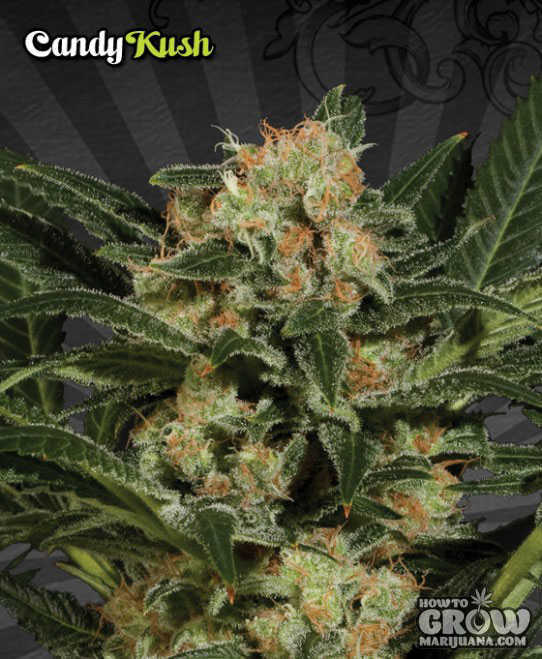 nz marijuana growing guide