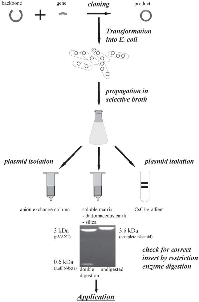 plasmid isolation application