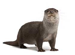 otter meaning in english dictionary